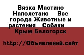 Вязка Мастино Наполетано  - Все города Животные и растения » Собаки   . Крым,Белогорск